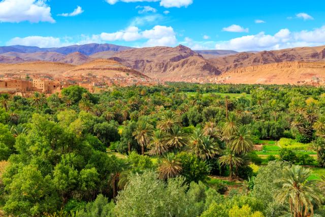 palmeral oasis marruecos entre mujeres